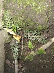 Asplenium hookerianum