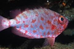 Heteropriacanthus carolinus