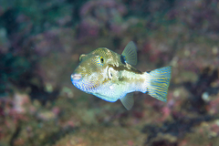 Canthigaster rivulata