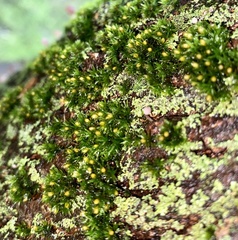 Ulota crispa