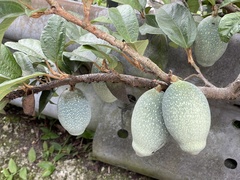 Ficus pumila awkeotsang