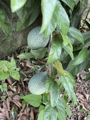 Ficus pumila awkeotsang