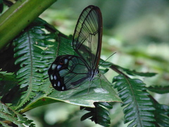 Pseudohaetera hypaesia