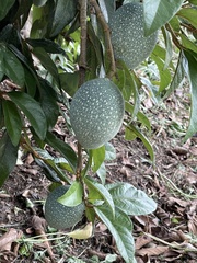 Ficus pumila awkeotsang
