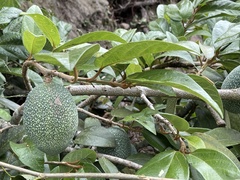 Ficus pumila awkeotsang