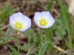 Convolvulus meonanthus