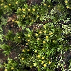 Ulota crispa