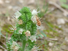 Echium flavum