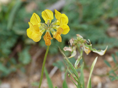 Hippocrepis multisiliquosa