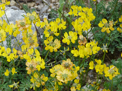 Hippocrepis multisiliquosa