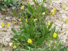 Scorpiurus muricatus