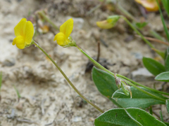 Scorpiurus muricatus