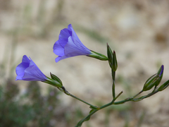 Linum narbonense