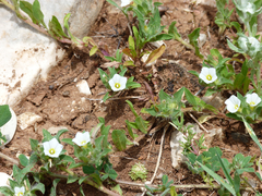 Convolvulus humilis