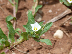 Convolvulus humilis
