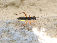 Pithanus maerkelii