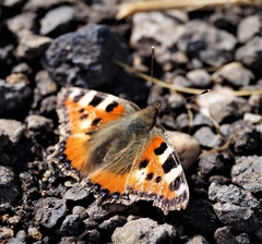 Aglais urticae