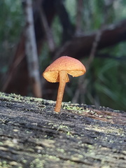 Gymnopilus eucalyptorum