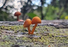 Gymnopilus eucalyptorum