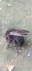 Xylocopa