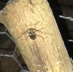 Aegomorphus modestus