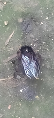 Xylocopa