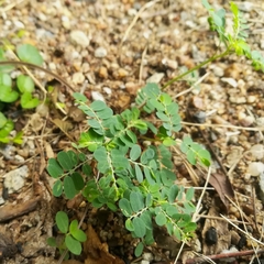 Phyllanthus niruri