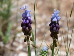 Muscari atlanticum