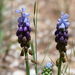 Muscari atlanticum - Photo (c) Miguel A. Casado, some rights reserved (CC BY-NC), uploaded by Miguel A. Casado
