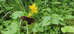 Erebia euryale