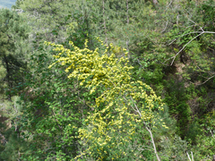 Genista patens