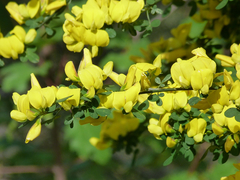 Genista patens
