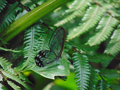 Pseudohaetera hypaesia