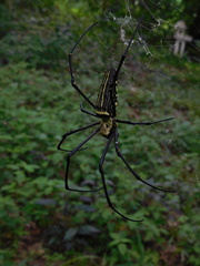 Nephila pilipes