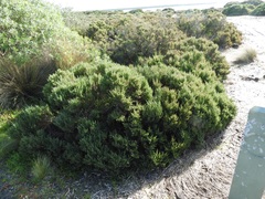 Tecticornia arbuscula