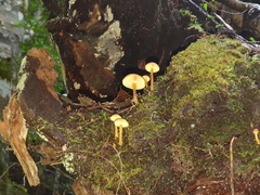 Gymnopilus ferruginosus