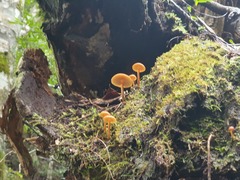 Gymnopilus ferruginosus