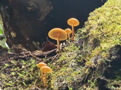 Gymnopilus ferruginosus