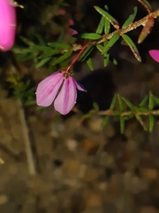 Tetratheca ericifolia