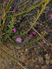 Tetratheca ericifolia