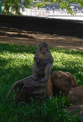 Macaca fascicularis