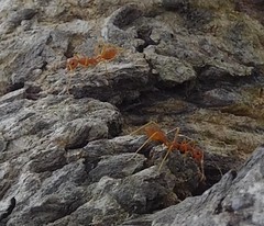 Oecophylla smaragdina