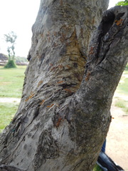 Oecophylla smaragdina