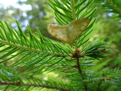 Paratalanta pandalis
