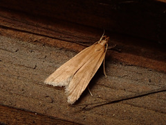 Helcystogramma rufescens