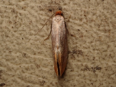 Tinea semifulvella
