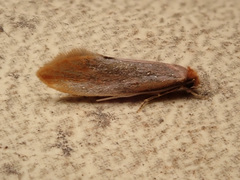 Tinea semifulvella