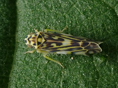 Eupteryx calcarata