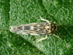 Eupteryx calcarata