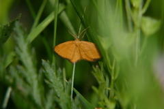 Idaea flaveolaria
